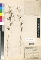 Isotype of Vicia sativa L. var. aristulata Chiov. [family LEGUMINOSAE]