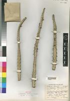 Isotype of Euphorbia dalettiensis [family EUPHORBIACEAE]