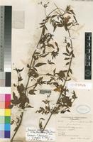 Syntype of Jasminum grandiflorum L. subsp. floribundum (R.Br. ex Fresen.) P.S.Green [family OLEACEAE]