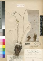 Lectotype of Cyperus scleropodus Chiov. [family CYPERACEAE]