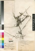 Syntype of Asparagus falcatus L. var. pubescens Chiov. [family ASPARAGACEAE]