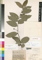 Isotype of Mkilua fragrans Verdc. [family ANNONACEAE]