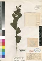 Holotype of Capparis alexandrae Chiov. [family CAPPARACEAE]
