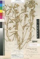 Holotype of Commelina petersii Hassk. [family COMMELINACEAE]