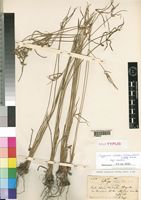 Holotype of Kyllinga jubensis Chiov. [family CYPERACEAE]
