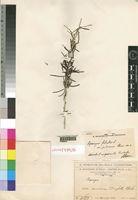 Lectotype of Asparagus falcatus L. var. pubescens Chiov. [family ASPARAGACEAE]