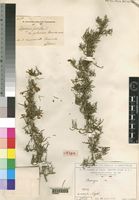 Syntype of Asparagus falcatus L. var. pubescens Chiov. [family ASPARAGACEAE]