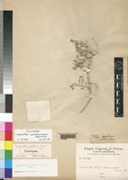 Lectotype of Lagenantha nogalensis Chiov. [family CHENOPODIACEAE]