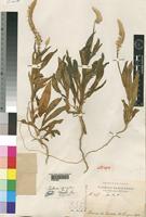 Holotype of Centema stefaninii Chiov. [family AMARANTHACEAE]