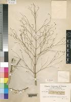 Lectotype of Psilotrichum tomentosum Chiov. [family AMARANTHACEAE]
