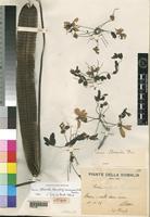 Syntype of Cassia atroreticulata Chiov. [family LEGUMINOSAE]