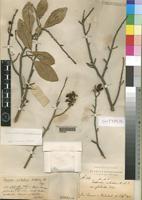 Syntype of Turraea nilotica Fiori glabrata [family MELIACEAE]