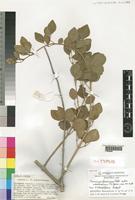 Isotype of Jasminum fluminense Vell. subsp. socotranum P.S.Green [family OLEACEAE]