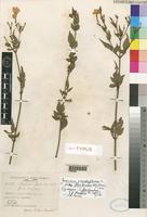 Syntype of Jasminum grandiflorum L. subsp. floribundum (R.Br. ex Fresen.) P.S.Green [family OLEACEAE]