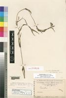 Holotype of Commelina latifolia Hochst. ex A.Rich. var. major Chiov. [family COMMELINACEAE]