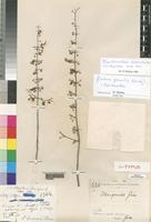 Coleus gracilis Gürke [family LABIATAE]