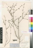Justicia lortiae Rendle [family ACANTHACEAE]