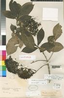 Pavetta eritreensis Bremek. [family RUBIACEAE]