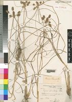 Holotype of Mariscus schweinfurthii Chiov. [family CYPERACEAE]