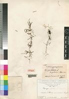 Syntype of Asparagus falcatus L. var. pubescens Chiov. [family ASPARAGACEAE]
