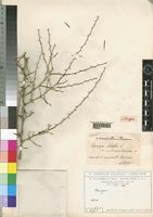 Syntype of Asparagus falcatus L. var. pubescens Chiov. [family ASPARAGACEAE]