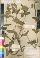 Holotype of Cyathula cordifolia Hochst. ex Chiov. [family AMARANTHACEAE]