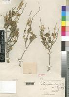 Holotype of Dasysphaera robecchii Lopr. [family AMARANTHACEAE]