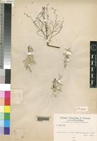 Syntype of Psilotrichum tomentosum Chiov. [family AMARANTHACEAE]