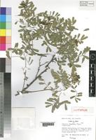 Isotype of Tephrosia socotrana Thulin [family LEGUMINOSAE]