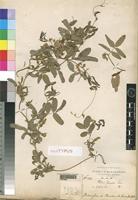 Holotype of Clitoria ternatea L. f. flaviflora Chiov. [family LEGUMINOSAE]