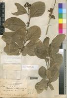 Syntype of Turraea nilotica Fiori glabrata [family MELIACEAE]