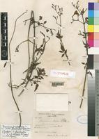 Syntype of Jasminum grandiflorum L. subsp. floribundum (R.Br. ex Fresen.) P.S.Green [family OLEACEAE]
