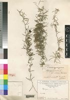 Syntype of Asparagus falcatus L. var. pubescens Chiov. [family ASPARAGACEAE]