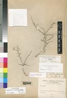 Holotype of Lagenantha nogalensis Chiov. var. papillosa Chiov. [family CHENOPODIACEAE]
