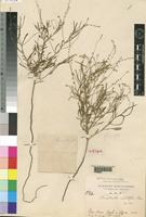 Holotype of Pleuropterantha undulatifolia Chiov. [family AMARANTHACEAE]
