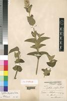 Isotype of Cyathula cordifolia Hochst. ex Chiov. [family AMARANTHACEAE]