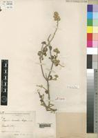 Holotype of Pupalia robecchii Lopr. [family AMARANTHACEAE]
