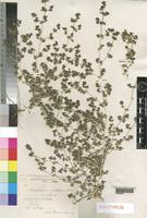 Syntype of Trianthema crystallina (Forssk.) Vahl f. obscura Armari [family AIZOACEAE]