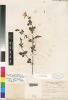 Syntype of Jasminum grandiflorum L. subsp. floribundum (R.Br. ex Fresen.) P.S.Green [family OLEACEAE]