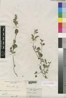 Ruellia patula Jacq. [family ACANTHACEAE]