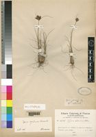 Holotype of Cyperus obbiadensis Chiov. [family CYPERACEAE]