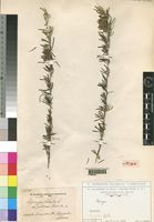 Syntype of Asparagus falcatus L. var. pubescens Chiov. [family ASPARAGACEAE]