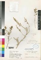 Isotype of Gyroptera gillettii Botsch. [family CHENOPODIACEAE]