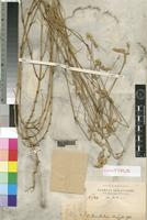 Lectotype of Centemopsis micrantha Chiov. [family AMARANTHACEAE]