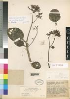 Isotype of Kalanchoe lateritia Engl. var. prostrata Raadts [family CRASSULACEAE]