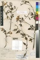 Syntype of Jasminum grandiflorum L. subsp. floribundum (R.Br. ex Fresen.) P.S.Green [family OLEACEAE]