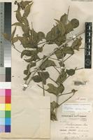Holotype of Strychnos spinosa Lam. var. arborea Chiov. [family LOGANIACEAE]