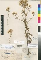 Lectotype of Swertia usambarensis Engl. [family GENTIANACEAE]