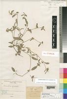 Holotype of Commelina forskaolii Vahl f. geniculata A.Terracc. [family COMMELINACEAE]