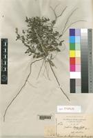 Justicia ovalifolia Fiori [family ACANTHACEAE]